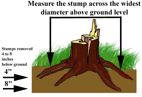 measuring-stump